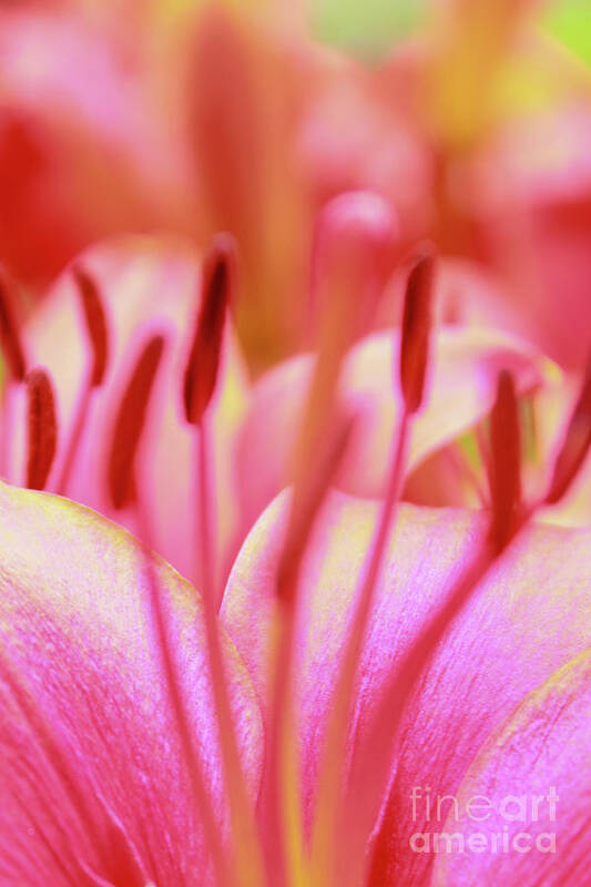 Flower Art Print featuring the photograph Born to Blush by Becqi Sherman