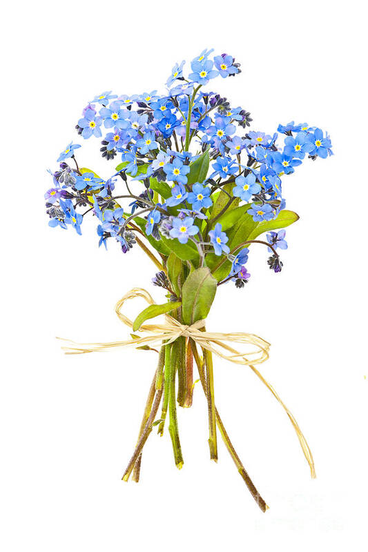 Bouquet Art Print featuring the photograph Bouquet of forget-me-nots by Elena Elisseeva