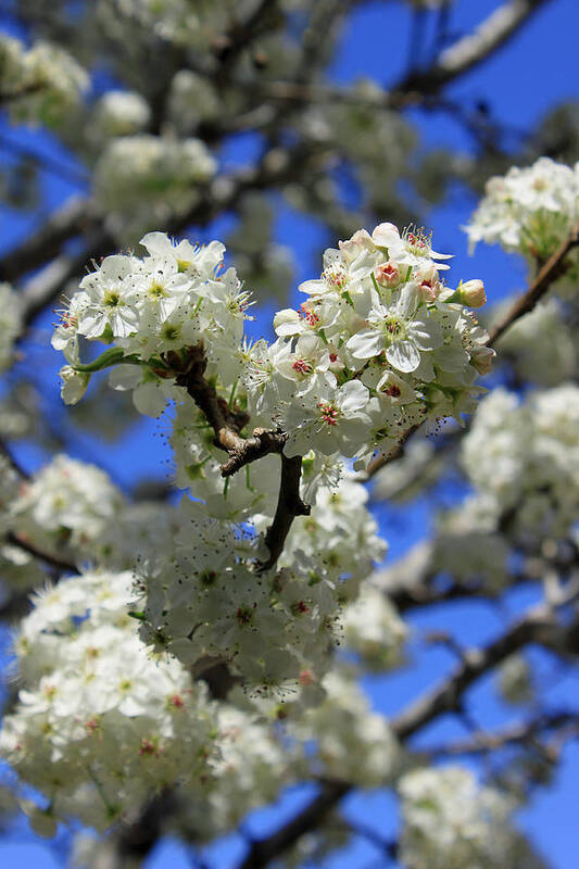 Bradford Pear Art Print featuring the photograph Bradford Pear Blossoms by Suzanne Gaff