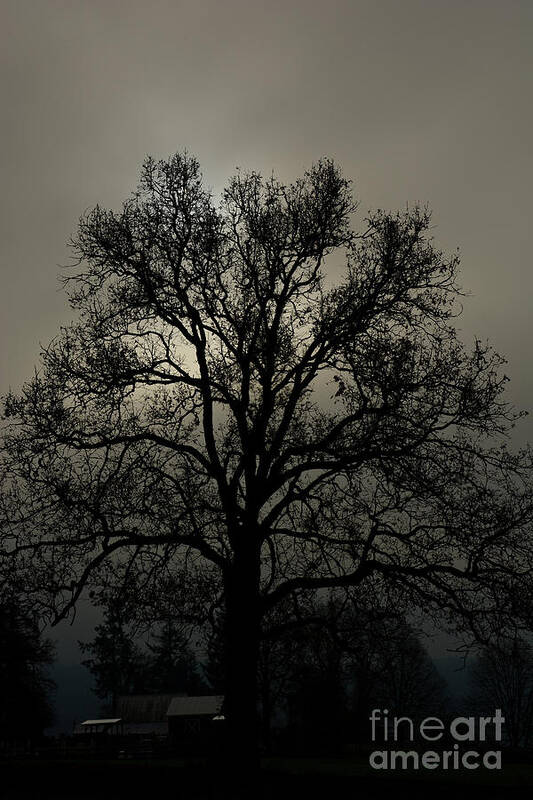 Tree Art Print featuring the photograph Branching Out by David Hillier