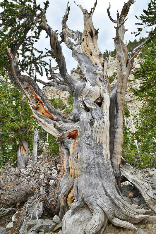 Great Basin National Park Art Print featuring the photograph Bristlecone Loop Trail Tree by Ray Mathis