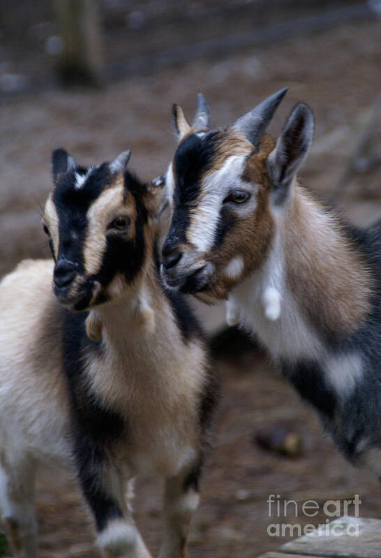 Goat Art Print featuring the photograph Brothers by Linda Shafer