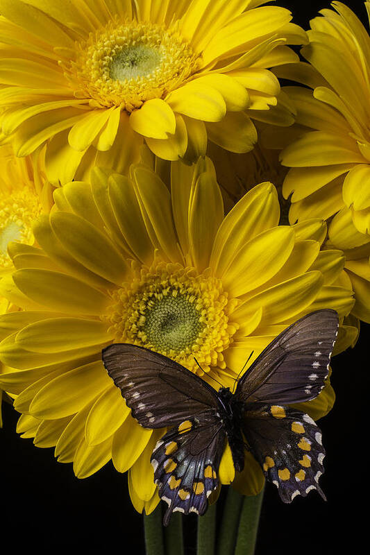 Vertical Art Print featuring the photograph Brown Butterfly On Yellow Daisies by Garry Gay