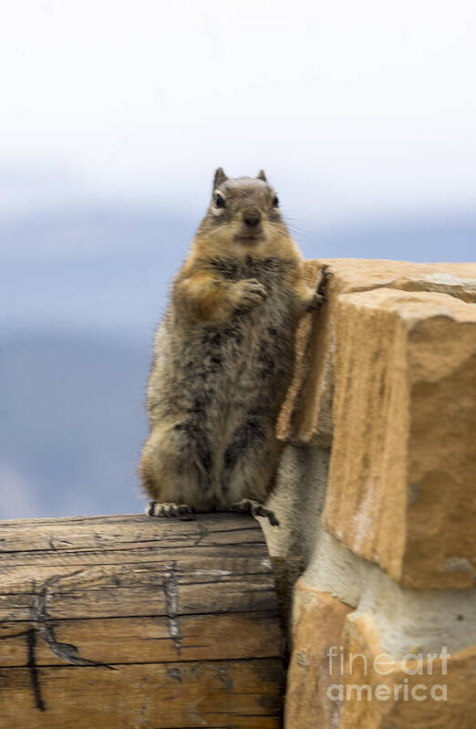 Squirrel Art Print featuring the photograph Bryce Squirrel by Louise Magno