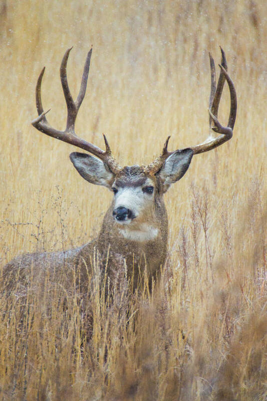 Colorado Art Print featuring the photograph Buck In Snow by John De Bord