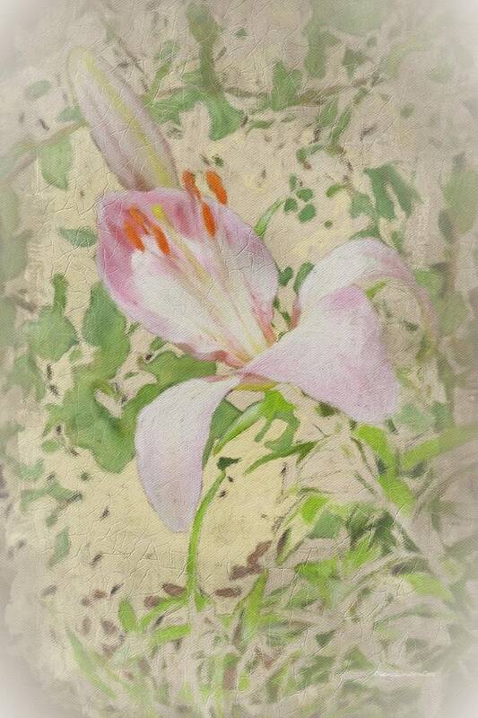Lily Art Print featuring the photograph Bud n Lily Blossom by Diane Lindon Coy