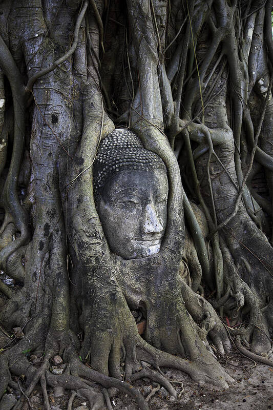 Buddha Head In Tree Art Print featuring the photograph Buddha Head in Tree by Adrian Evans