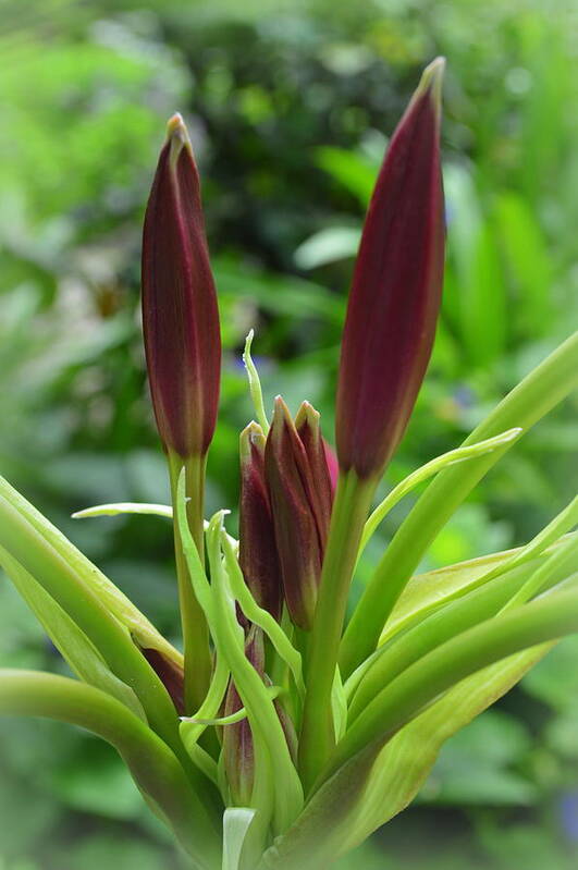 Lilies Art Print featuring the photograph Budding Lilies by Linda Covino