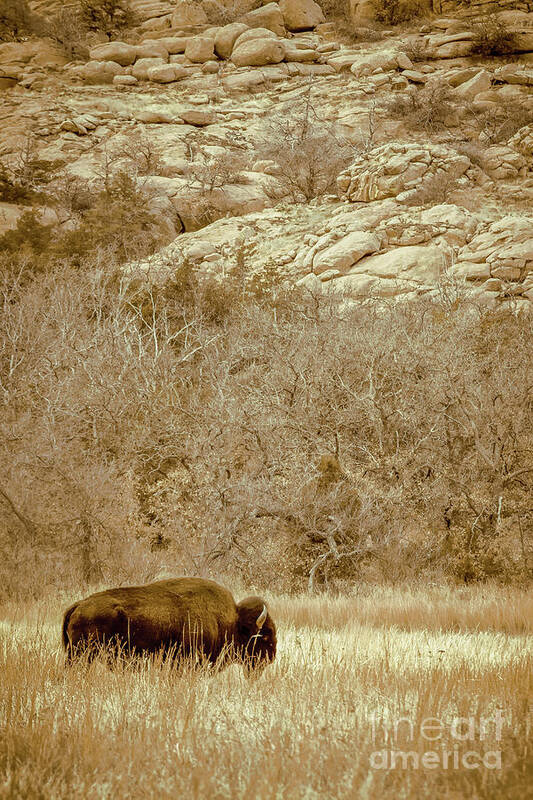 Animal Art Print featuring the photograph Buffalo And Rocks by Robert Frederick