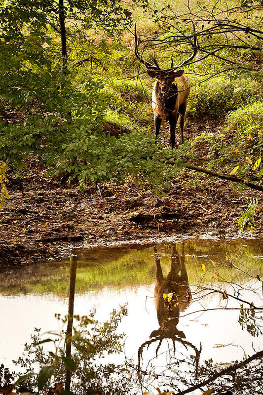 Bull Elk Art Print featuring the photograph Bull Elk at Waterhole by Michael Dougherty