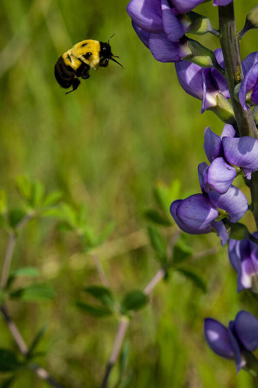 Insect Art Print featuring the photograph Bumble Bee and Milk-Vetch by Jeff Phillippi