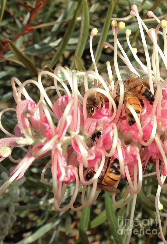 Busy Buzzing Bees Art Print featuring the photograph Busy Buzzing Bees on Grevillea Flower by By Divine Light