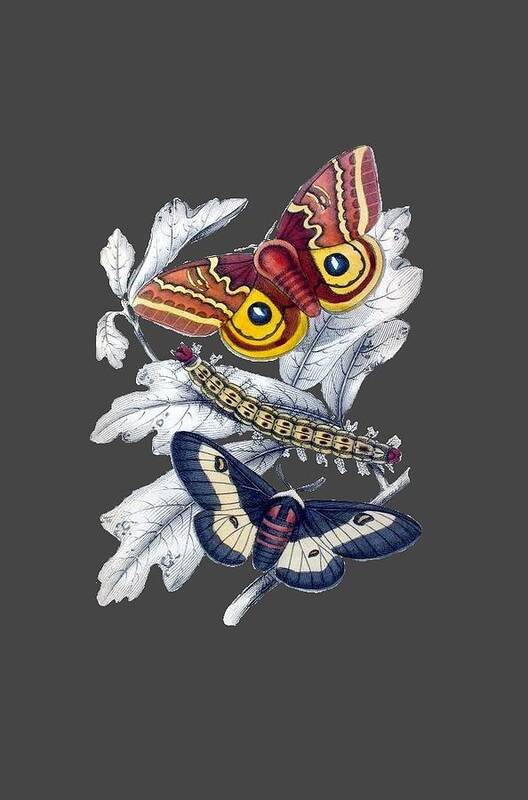Butterfly Moth T Shirt Design Art Print featuring the digital art Butterfly Moth T Shirt Design by Bellesouth Studio