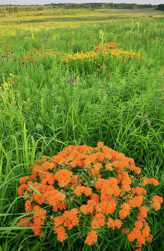 Illinois Art Print featuring the photograph Butterfly Weed Prairie by Ray Mathis
