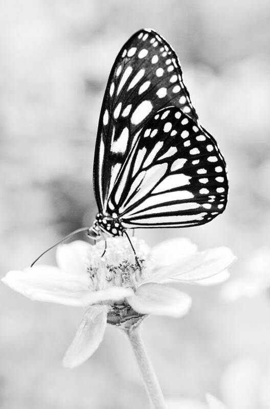 Butterfly Wings Art Print featuring the photograph Butterfly Wings 7 - Black And White by Marianna Mills