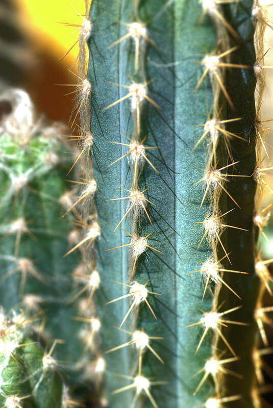 Cactus Art Print featuring the photograph Cactus 3 by Jim And Emily Bush