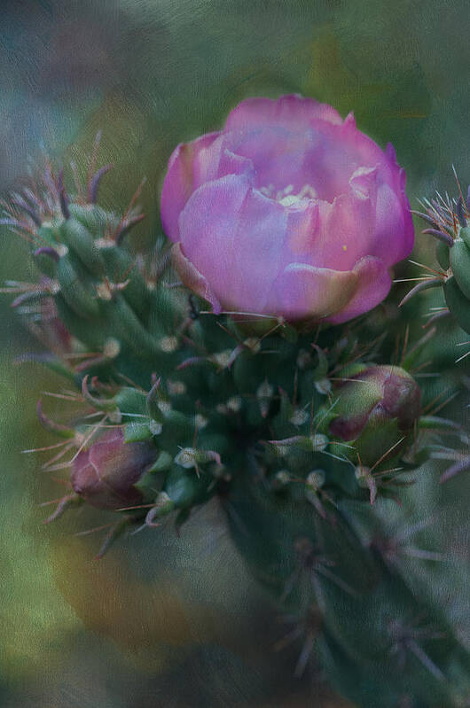 Flowers Southwest New Mexico Cactus Pink Desert Santa Fe Art Print featuring the photograph Cactus beauty by Carolyn D'Alessandro