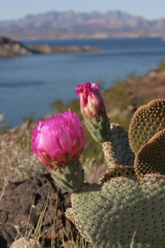 Cactus Art Print featuring the photograph Cactus Flower by Jeff Floyd CA