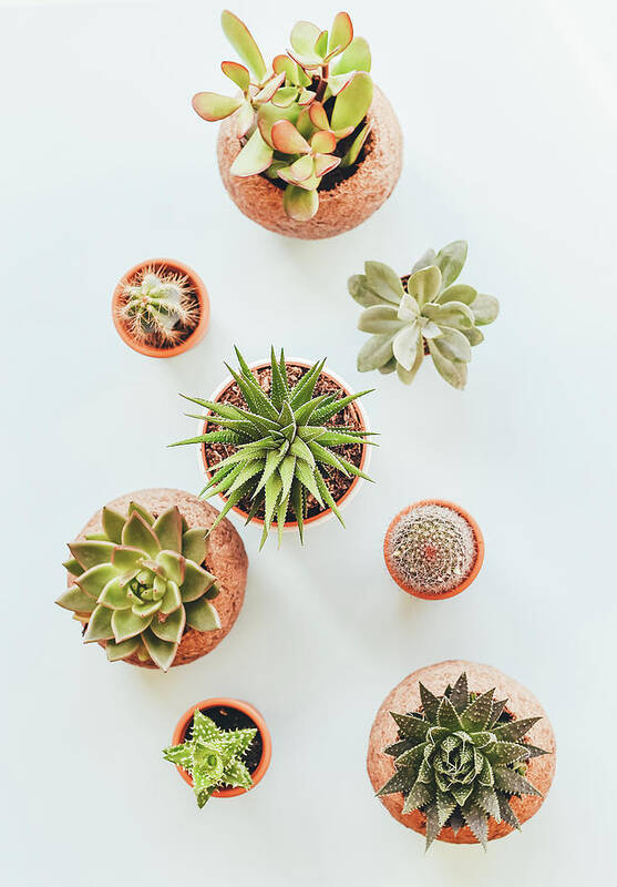 Cactus Art Print featuring the photograph Cactus Pots by Happy Home Artistry