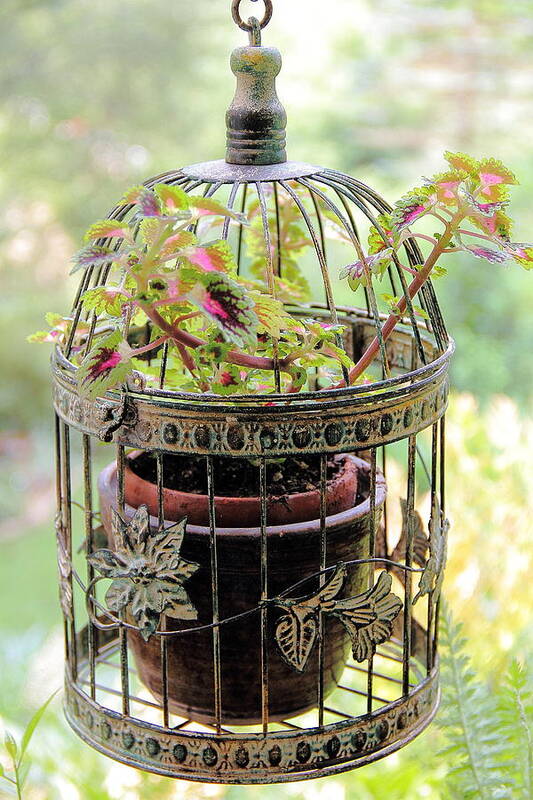 Vintage Bird Cage Art Print featuring the photograph Caged Coleus by Allen Nice-Webb