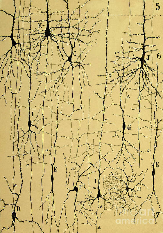 Science Art Print featuring the photograph Cajal Drawing of Microscopic Structure of the Brain 1904 by Science Source