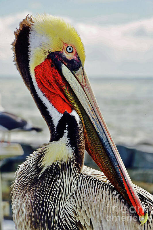 Bird Art Print featuring the photograph California Brown Pelican by Michael Cinnamond