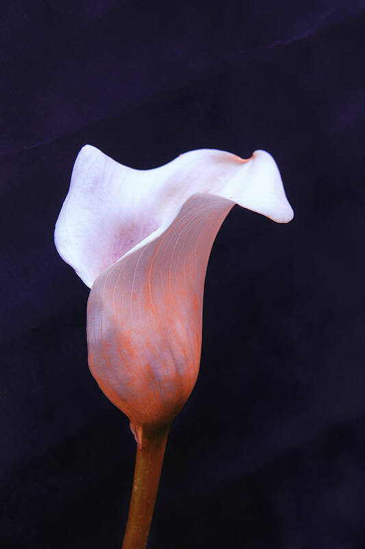 Calla Lily Art Print featuring the photograph Calla lily or Arum lily by Jeff Townsend