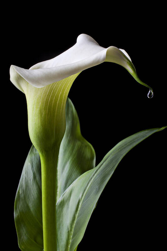 Calla Lily Art Print featuring the photograph Calla lily with drip by Garry Gay