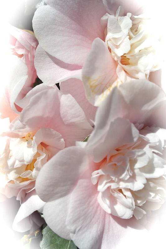 Camellia Art Print featuring the photograph Camellias Softly by Michele Myers