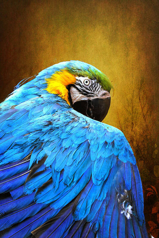 Parrot Art Print featuring the photograph Camera Shy by John Rivera
