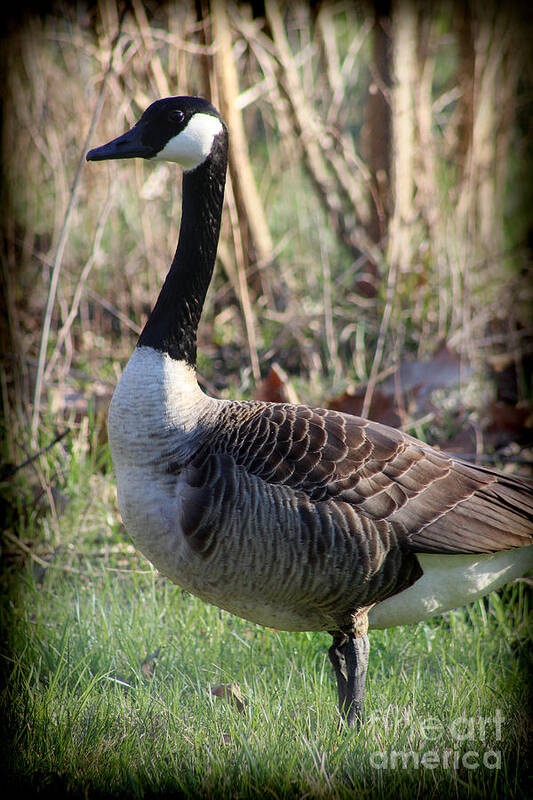 Nature Art Print featuring the photograph Canada Goose Portrait with Vignette 2016 by Karen Adams