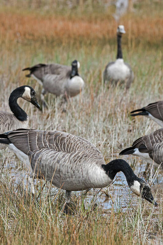 Canadian Geese; Wildlife; Bird Art Print featuring the photograph Canadian Geese by Brett Pelletier