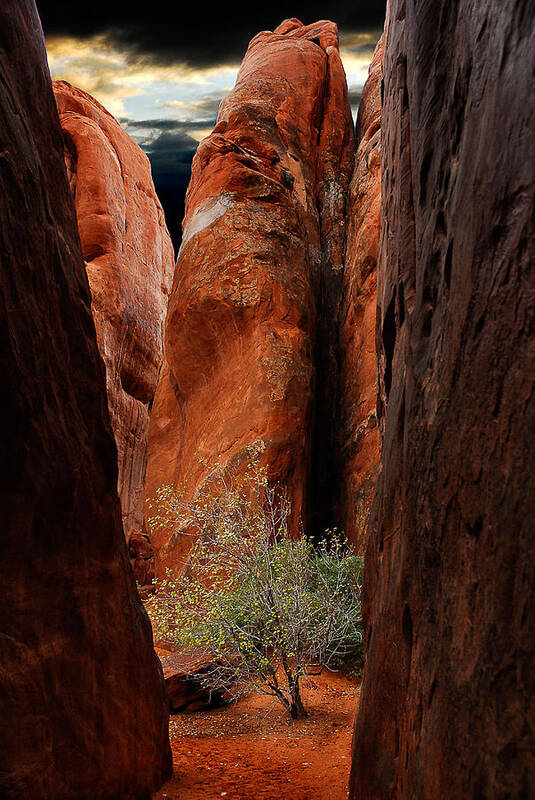 Tree Art Print featuring the photograph Canyon Tree by Harry Spitz