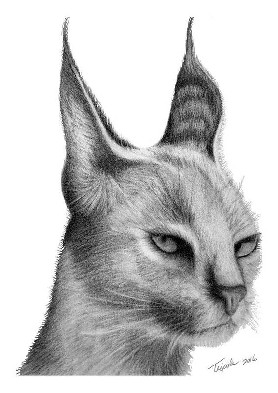 Animal Art Print featuring the drawing Caracal by Lawrence Tripoli