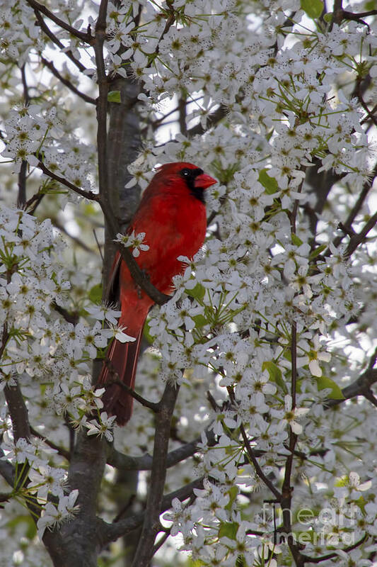 Northern Cardinal Art Print featuring the photograph Cardinal in white blossoms by Barbara Bowen