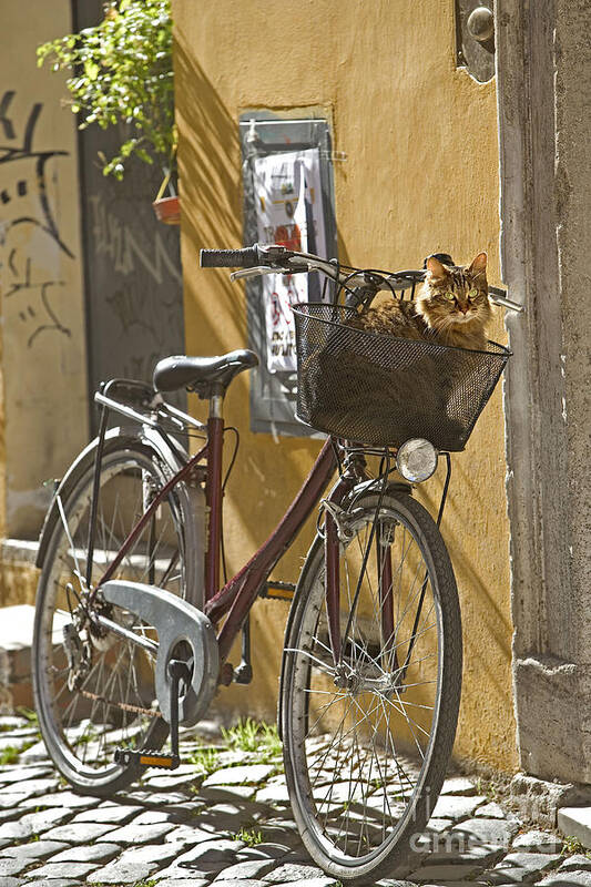 Cat Art Print featuring the photograph Cat In Bike Basket by Jean-Michel Labat