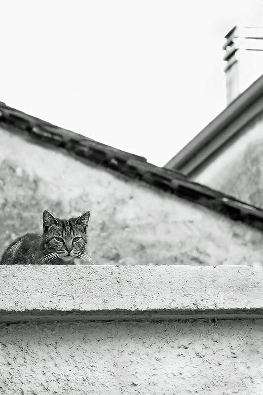 Cat Art Print featuring the photograph Cat on a Roof, Varenna by Brooke T Ryan
