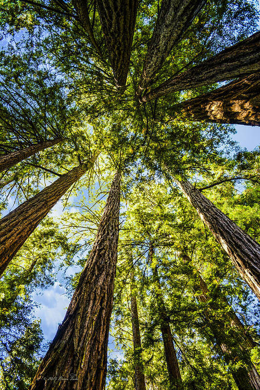 Nature Art Print featuring the photograph Cathedral Grove at Muir Woods by Brian Tada
