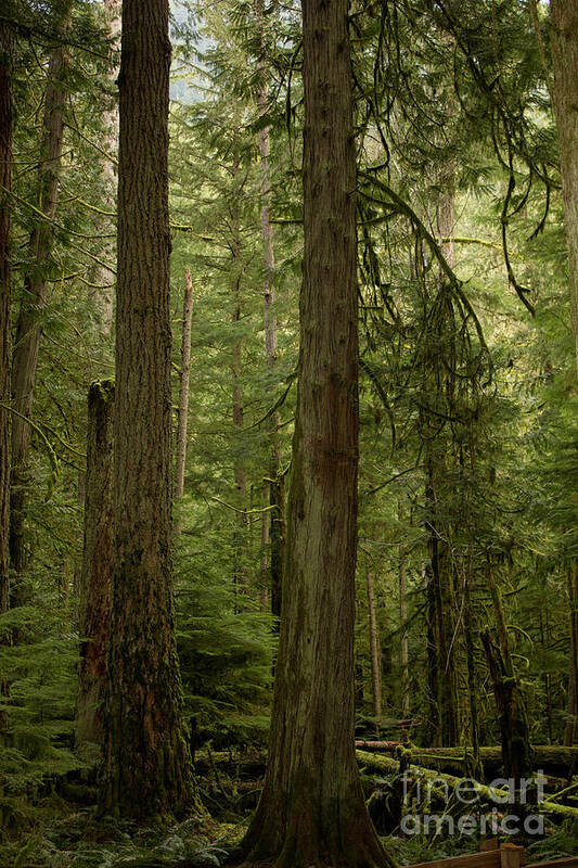 Cathedral Grove Art Print featuring the photograph Cathedral Grove by Donna L Munro