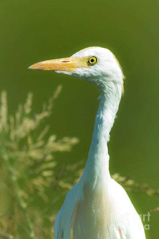 Nature Art Print featuring the photograph Cattle Egret by Robert Frederick