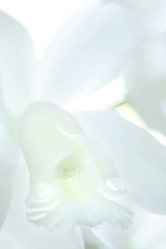 Blossom Art Print featuring the photograph Cattleya Orchid #1 by George Robinson