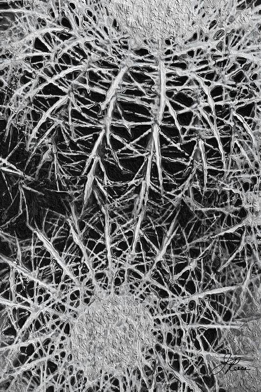 Black And White Photo Of Catus. Art Print featuring the photograph Catus by Joan Reese