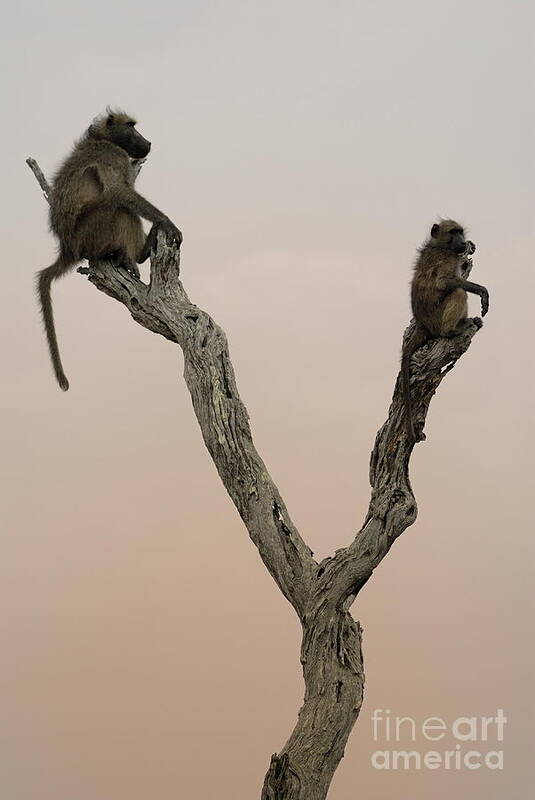 South African Art Print featuring the photograph Chacma baboons by Sami Sarkis