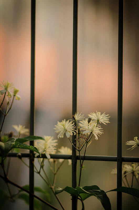 Winterpacht Art Print featuring the photograph Chained Flowers by Miguel Winterpacht