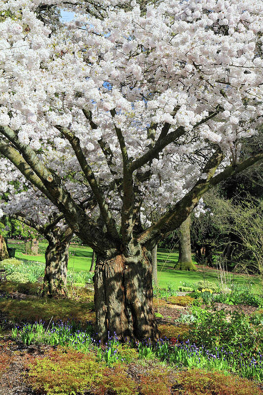 Cherry Art Print featuring the photograph Cherry blossom tree by Pierre Leclerc Photography