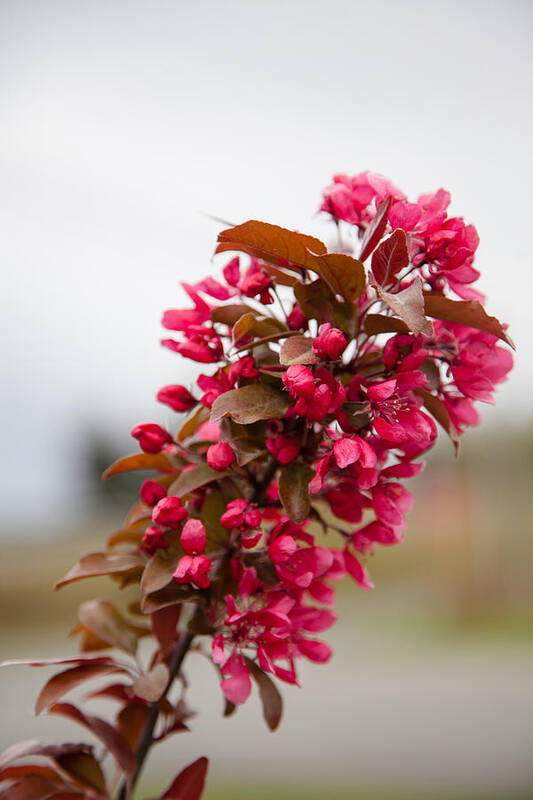 Bellingham Art Print featuring the photograph Cherry Blossoms by Judy Wright Lott