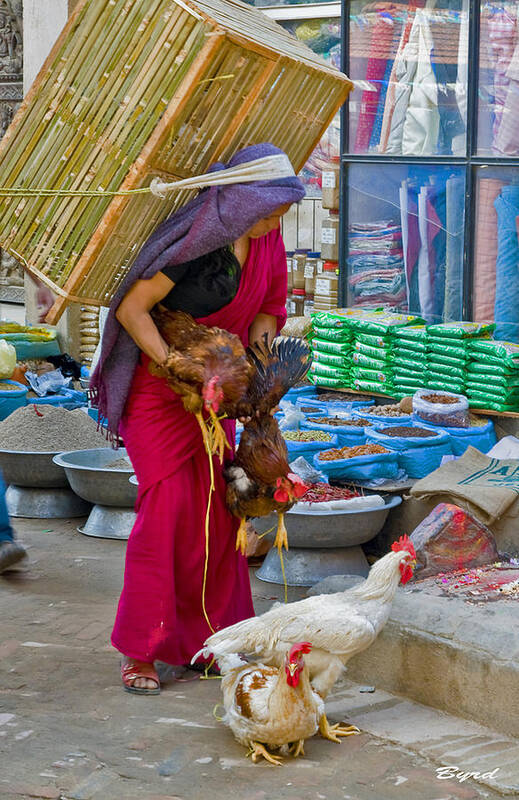 Chickens Art Print featuring the photograph Chicken lady in Patan a suburb of Kathmandu Nepal by Christopher Byrd