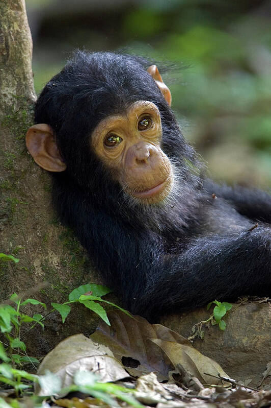 Mp Art Print featuring the photograph Chimpanzee Pan Troglodytes Baby Leaning by Ingo Arndt
