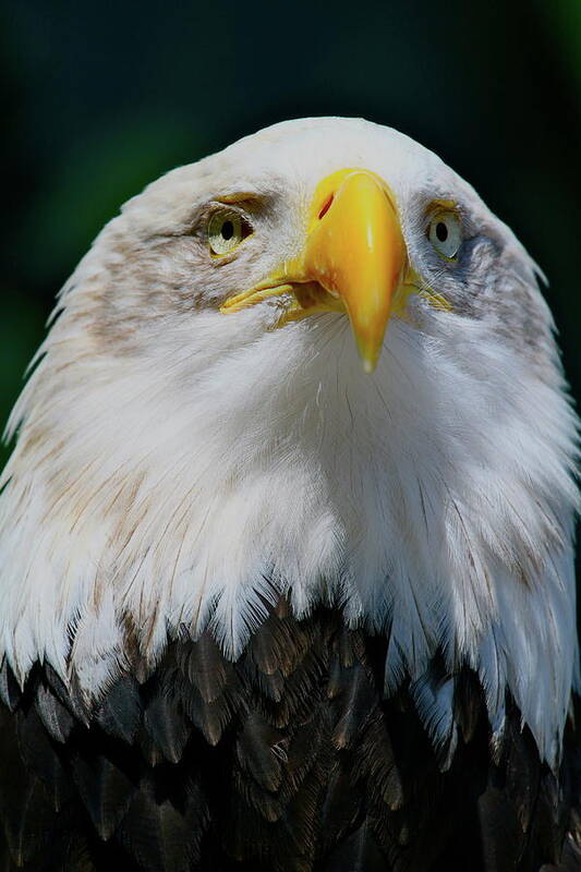 Eagle Art Print featuring the photograph Chin Up by Laddie Halupa