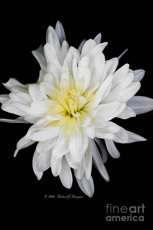 Chrysanthemum Art Print featuring the photograph Chrysanthemum Bloom by Richard J Thompson